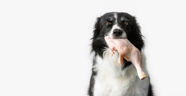 Cachorro pode comer OVO? Benefícios e preparação