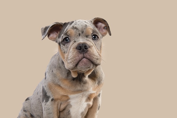 Cachorro pode comer palmito? 