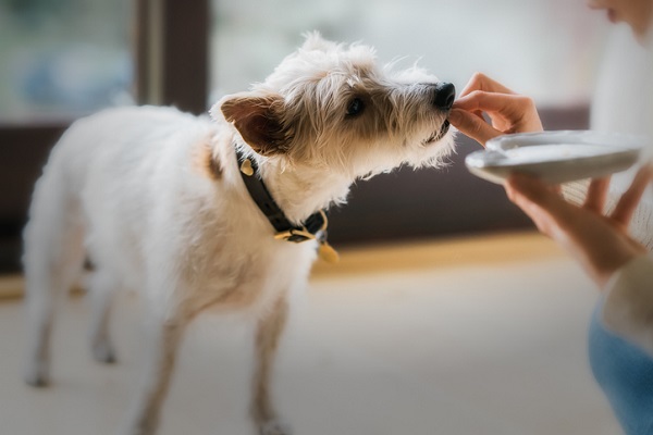 Cachorro pode comer pinhão?