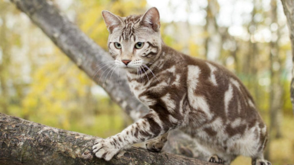 Gato Bengal Snow Mink