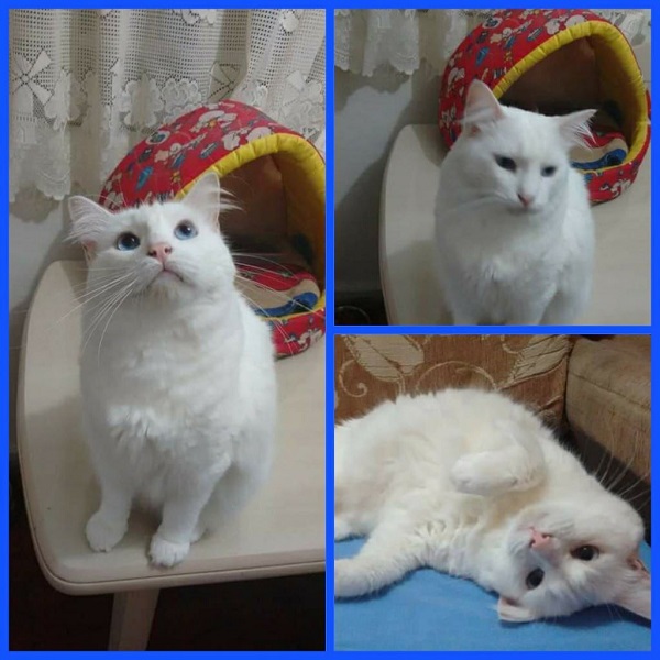 Gato pixinguinho