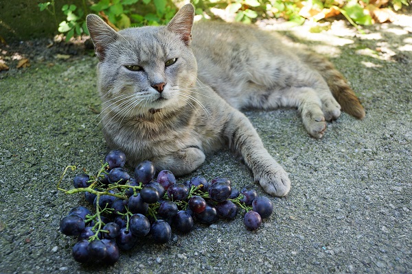 Gato deitado com cacho de uvas