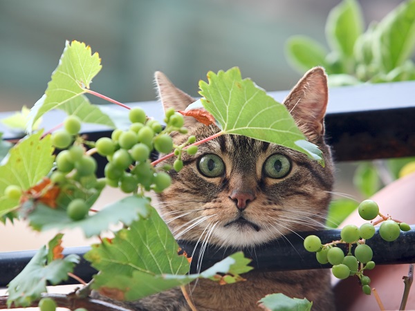 Gato ao lado de cachos de uvas