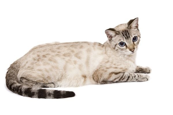 Gato Bengal Snow Seal Lynx