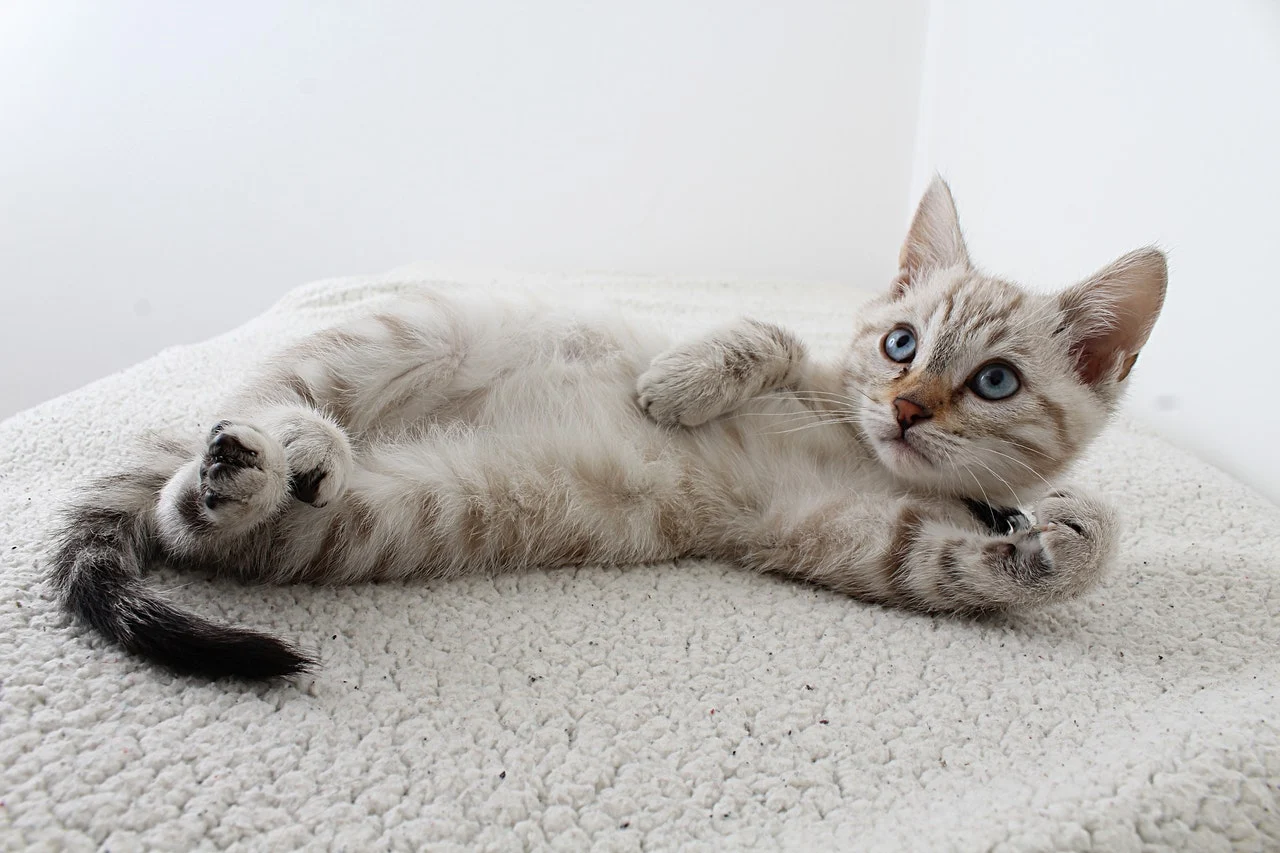 Toxoplasmose ou “doença do gato”: prevenção e tratamento