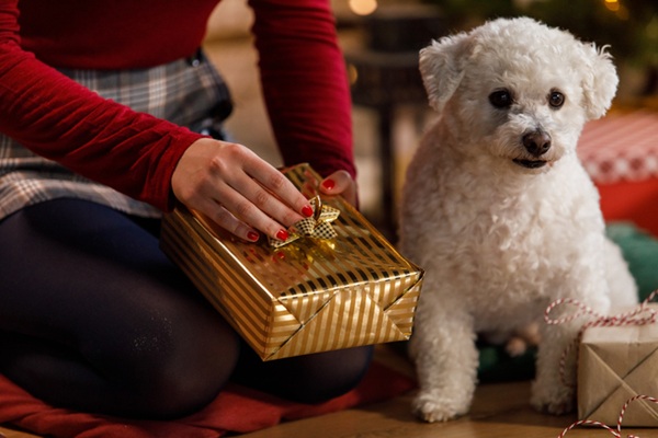 Cachorro com presente de Natal.