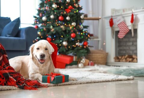 Presente de Natal para cachorro: confira 12 ideias!