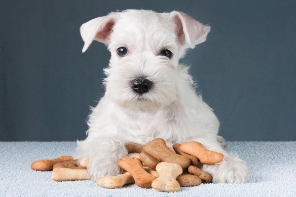 Cachorro com biscoitos