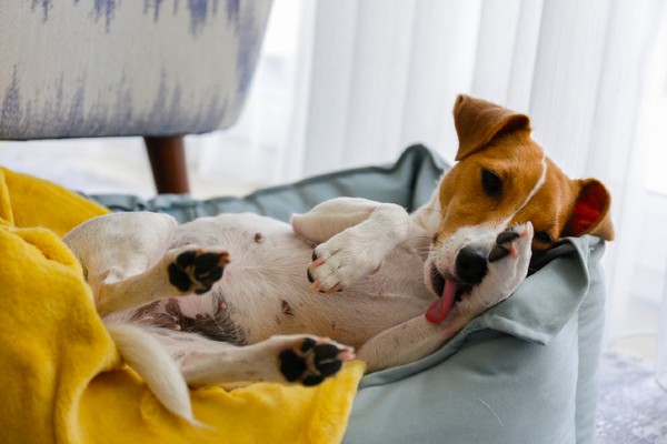 Cachorro deitado na cama