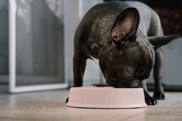 Três motivos para seu cachorro experimentar a ração True