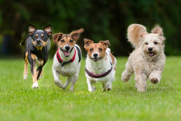 Cachorros correndo
