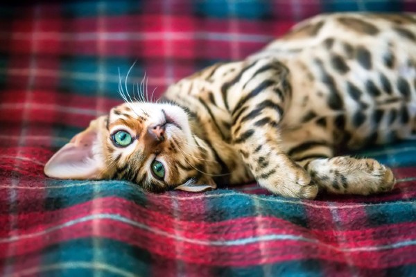 Gato Bengal