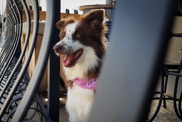 Pet friendly ou simplesmente aceita cães?