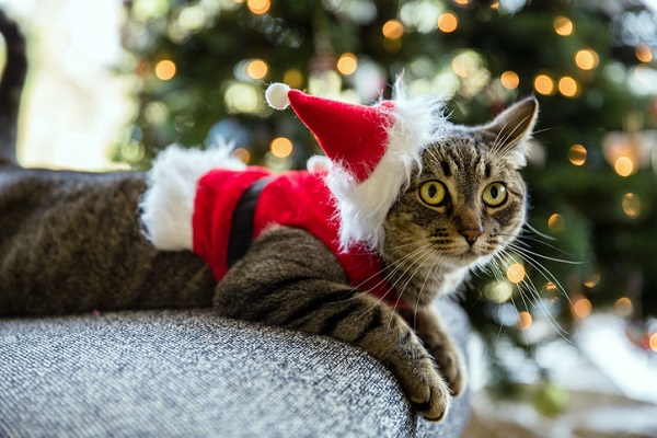 Festas de natal e gatos: com o que devo me preocupar? | Petlove