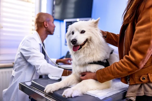 Entenda o que é a dirofilariose, o verme do coração em cachorro