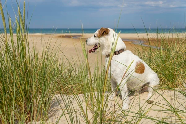 Cachorro na praia.