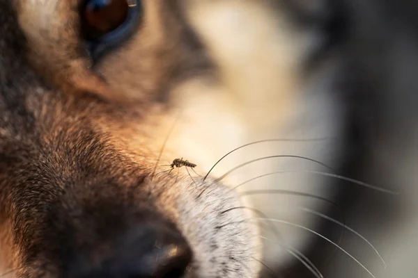 Cachorro com mosquito.