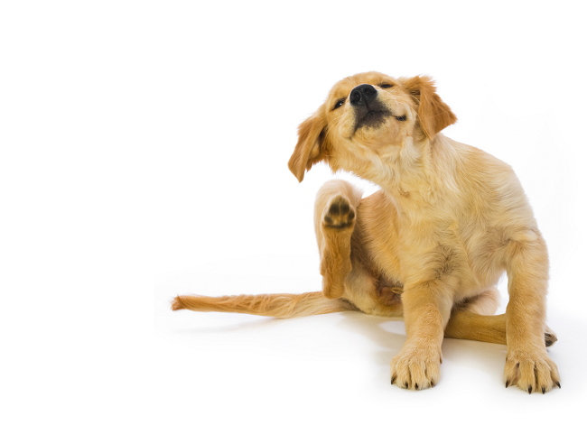 Pulga de cachorro: saiba sinais, como eliminar e prevenir!
