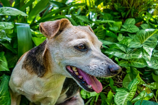 Raças de cachorro: Fila Brasileiro  Raça de cachorro, Cães de estimação,  Cachorro
