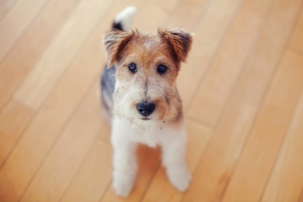 Fox Terrier
