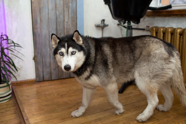 cachorro husky siberiano, uma raça de cachorro grande