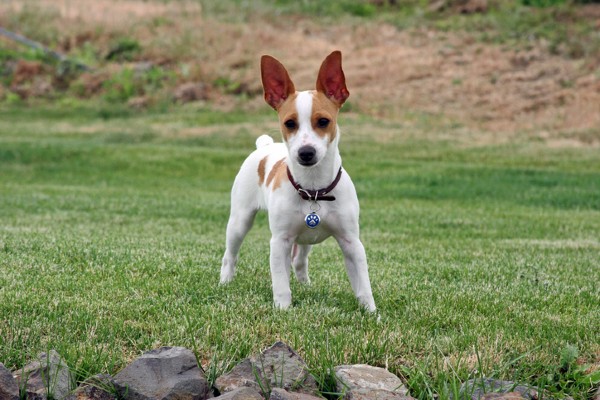 Jack Russell Terrier na grama