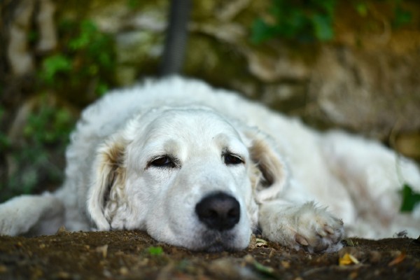 Kuvasz deitado