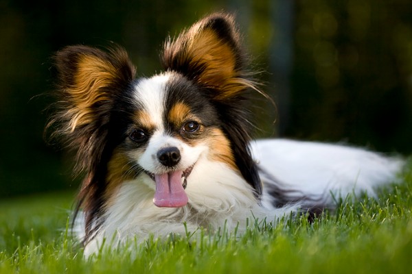 Papillon deitado na grama