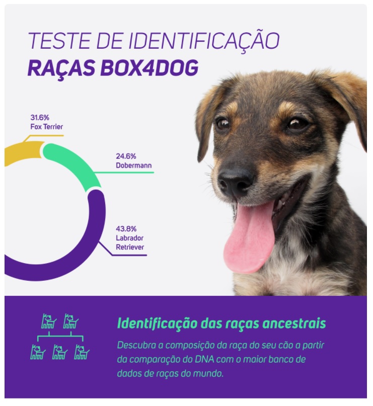 Confira as raças de cachorros 100% brasileiras e as características desses  cães