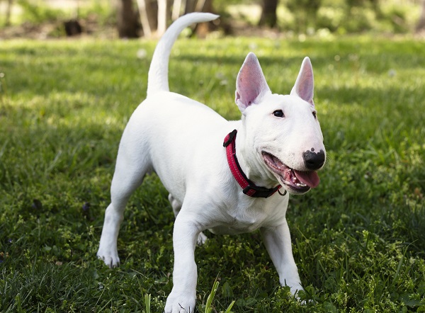 Bull Terrier na grama