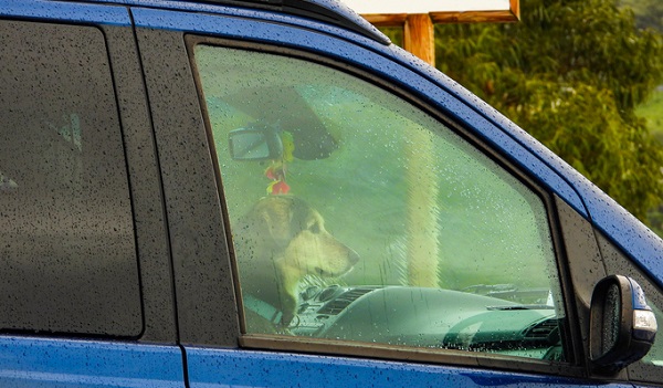 Por que você não deve deixar seu pet sozinho no carro