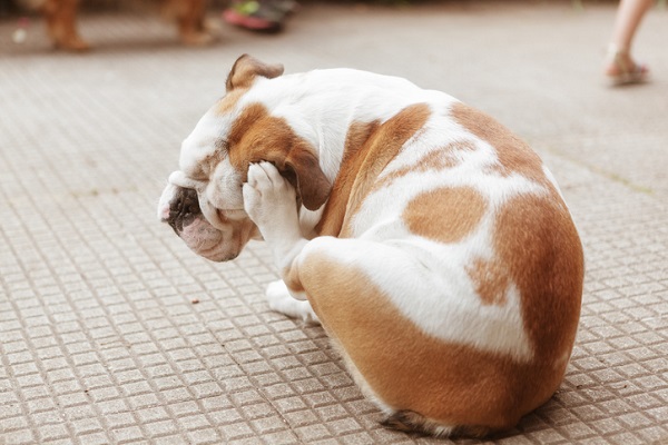 cachorro buldogue se coçando