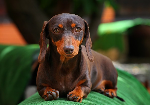 Cachorro pode comer hortelã?