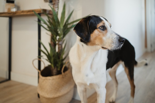 Cachorro pode comer hortel Saiba tudo sobre Petlove