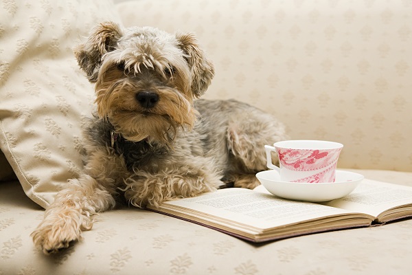 Cachorro pode comer fígado de galinha? Veja aqui