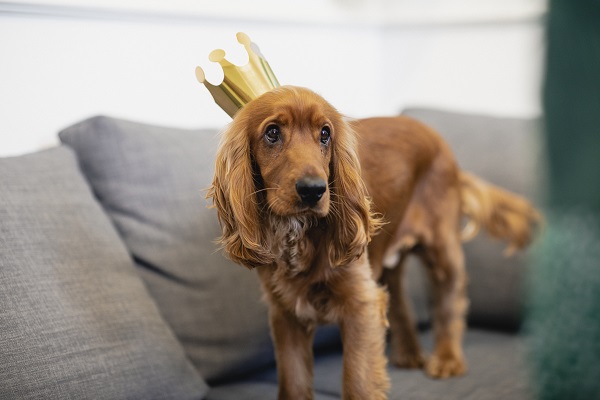 Cocker Spaniel Inglês no sofa