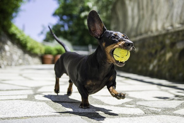 Dachshund correndo com bolinha