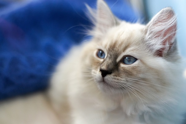 Gato filhote