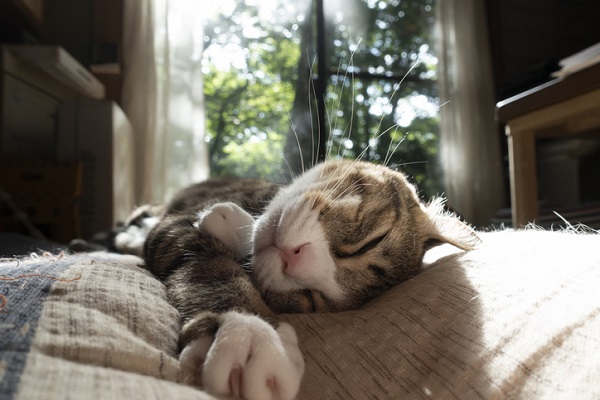 gato dormindo em uma cama