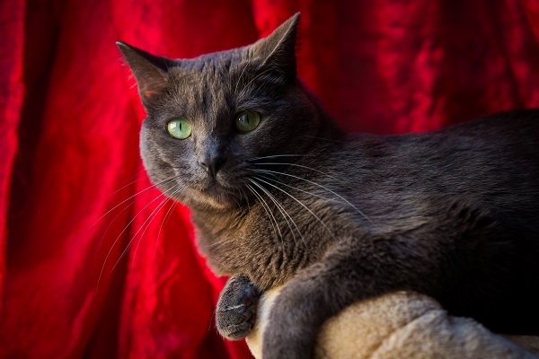 Gato pode comer fígado? Descubra aqui!