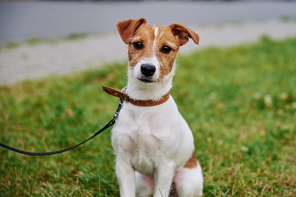 Jack Russel na grama