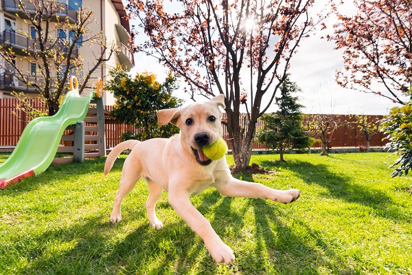 Labrador brincando com bolinha na grama