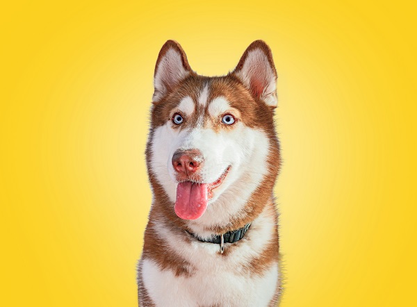 Cachorro pode comer OVO? Benefícios e preparação