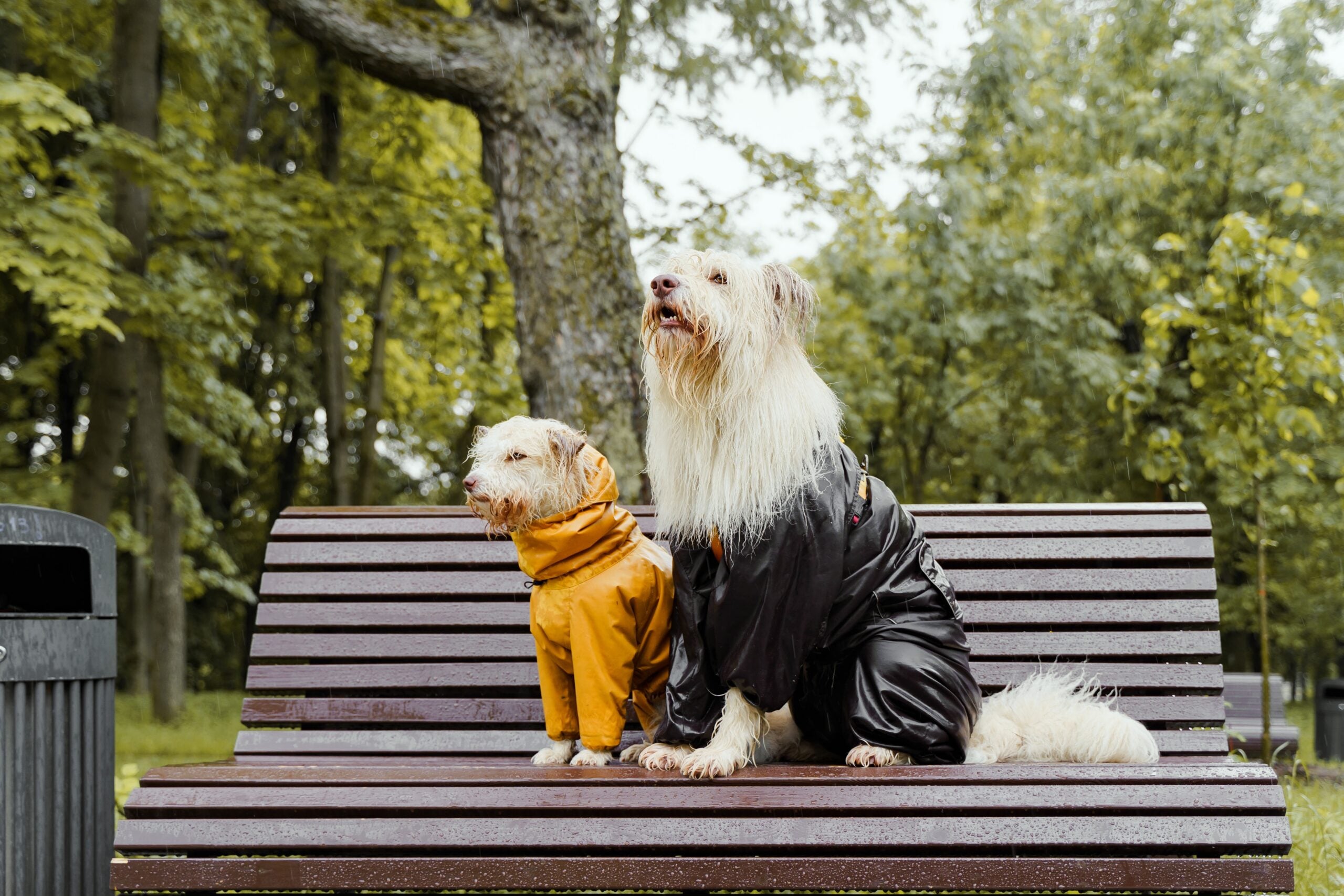 Como proteger cachorros e gatos das chuvas?