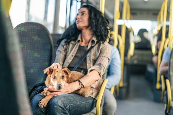 Cachorro no colo de uma mulher no ônibus