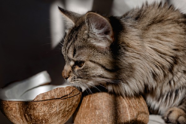 Pare tudo o que está fazendo e veja esse gatinho bebendo água em