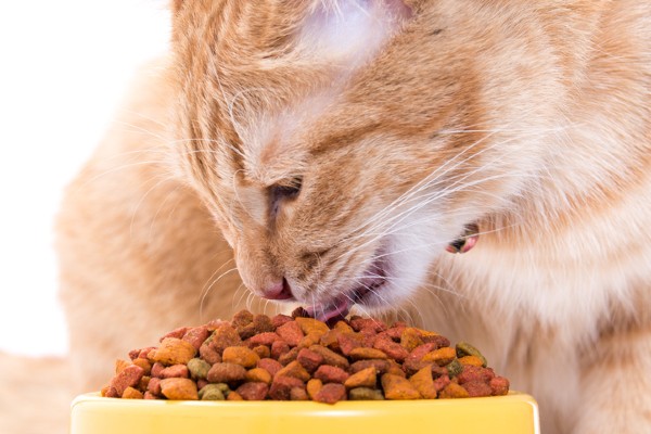 Gato comendo ração super premium natural