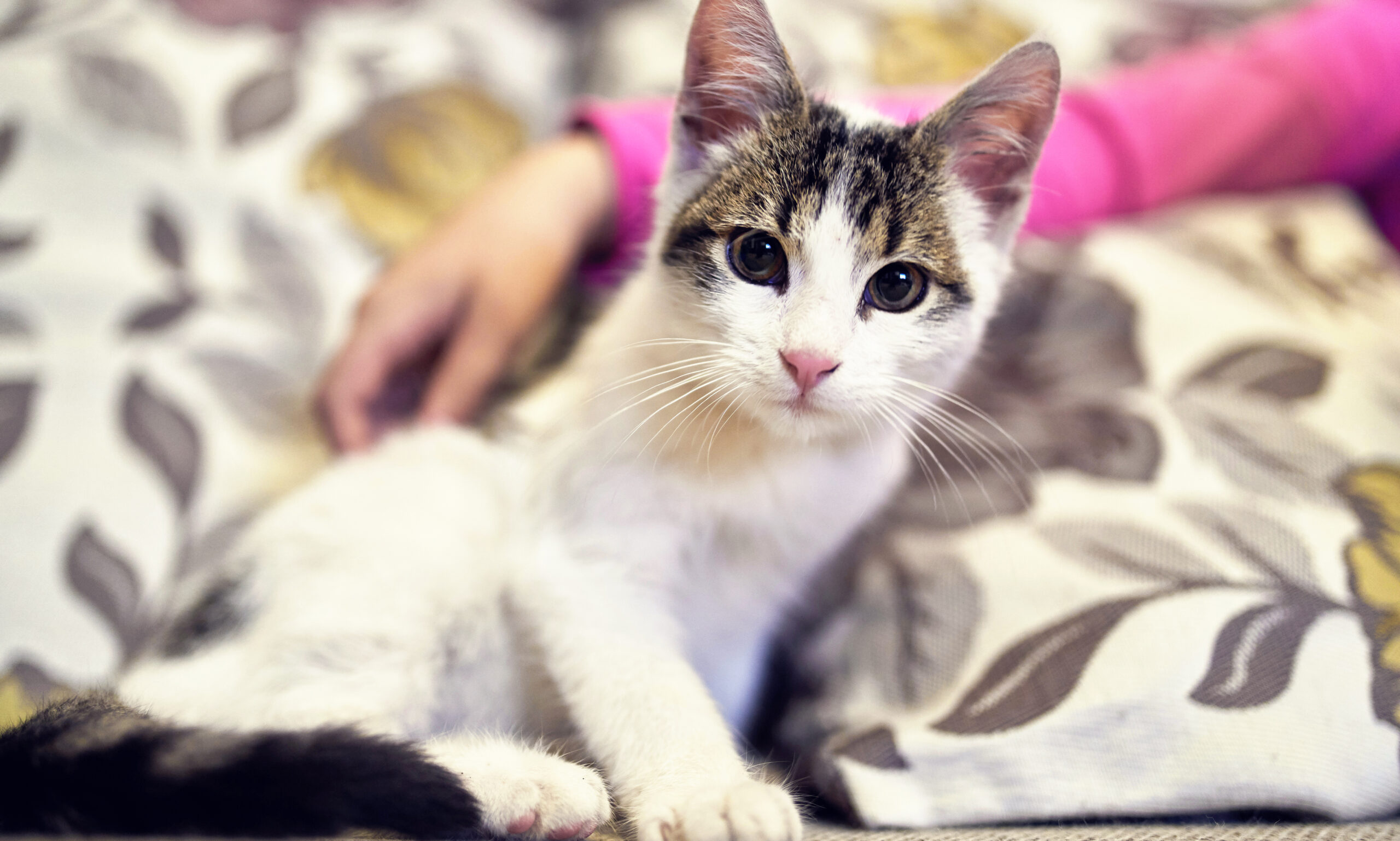 Adoção de gatos: dicas e preparativos