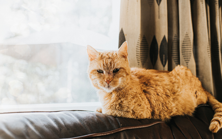Como alimentar o seu gatinho idoso?