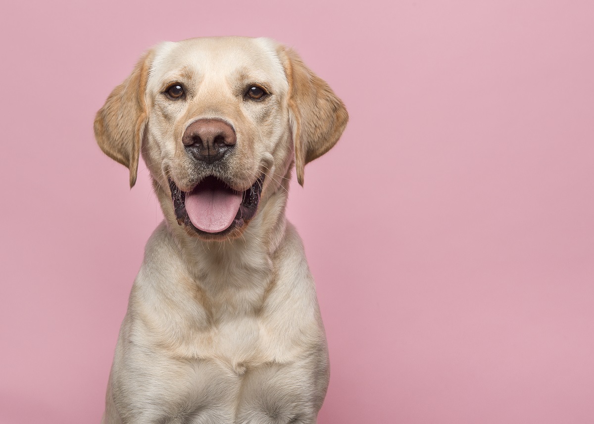 Cão-guia: treinamento e curiosidades!